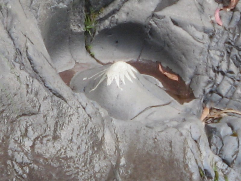 Minicotopaxi