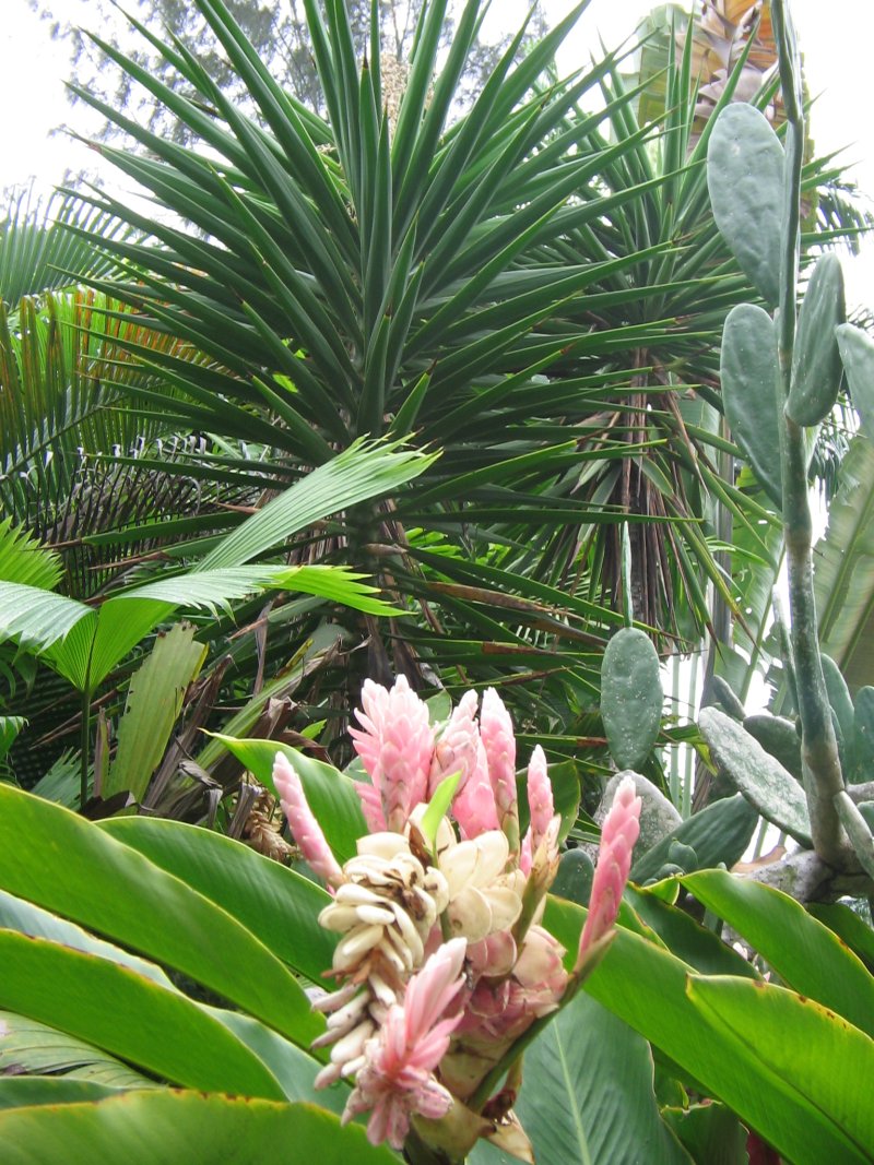 Vegetation