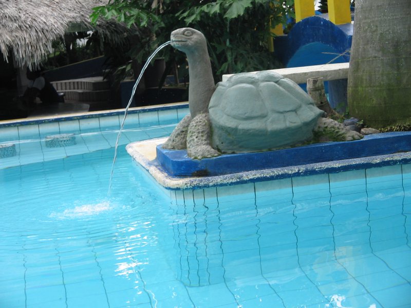 Ninja Turtle?