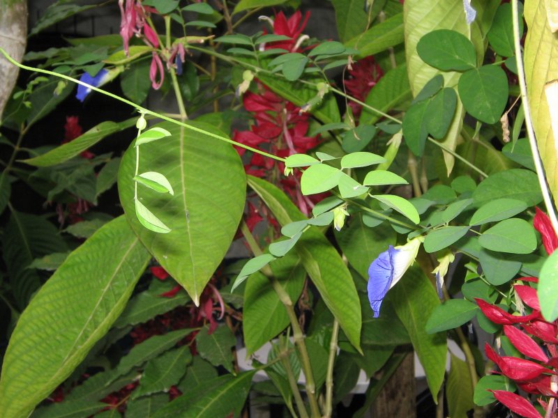 Planten un Blomen