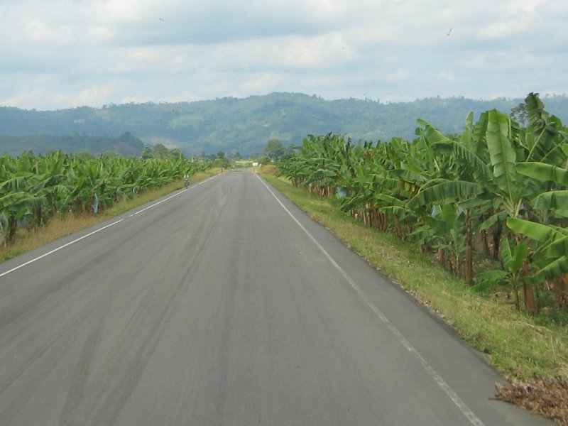 Bananenfeld
