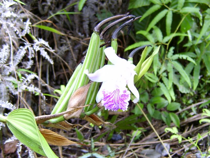 Orchidee 2
