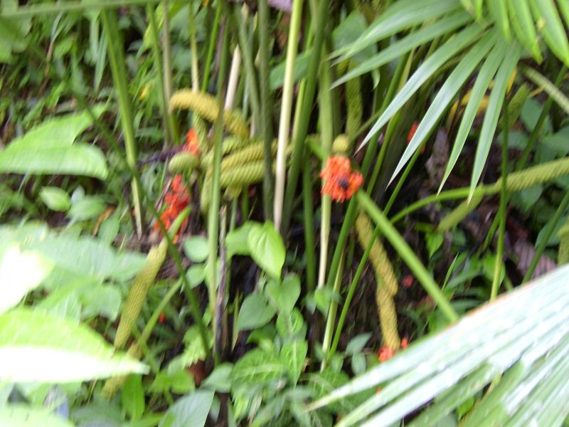 Orchidee 3