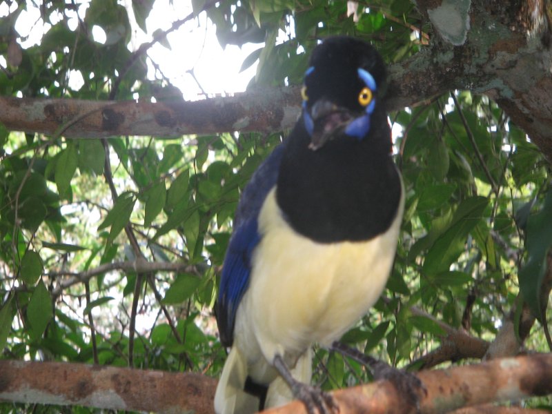 Tukan