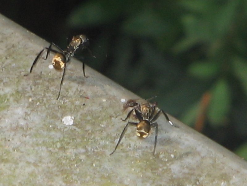 hormigas