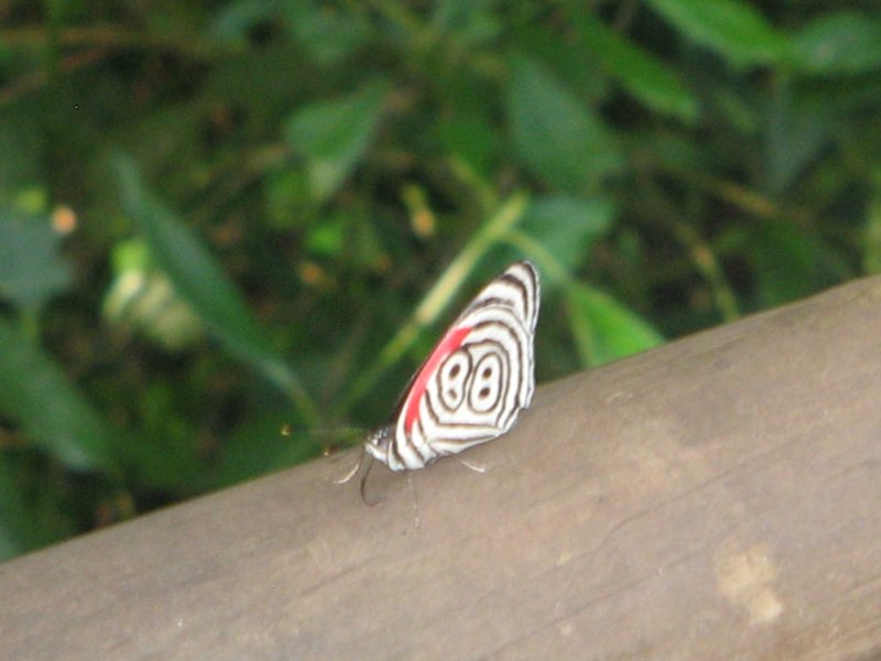 mariposa