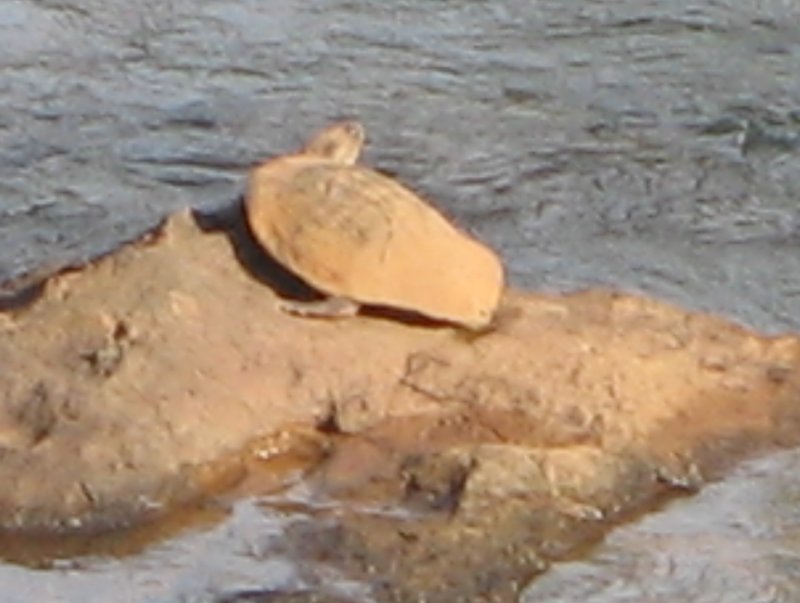 tortuga