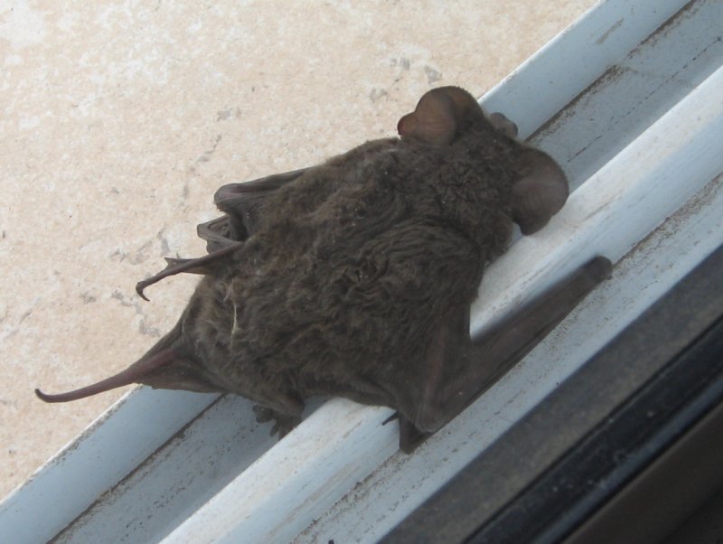 Fledermaus