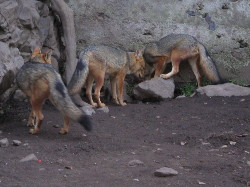 hunderttausend heulende hoellenhunde