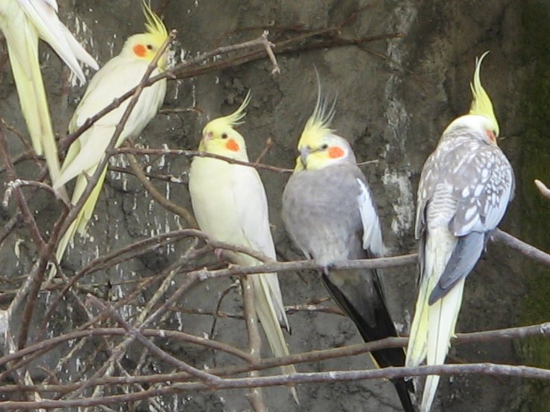 Vogel mit Starfriseur