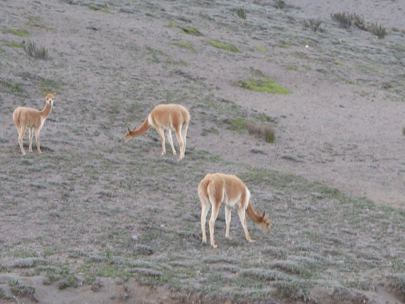 Alpakas im Abendrot