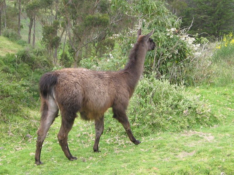 Lama