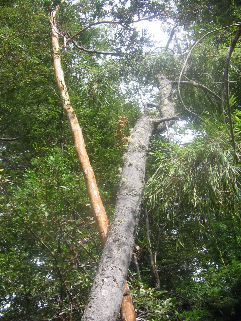 Alerce