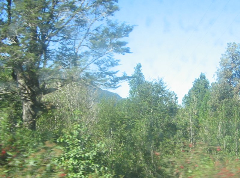 Urwald