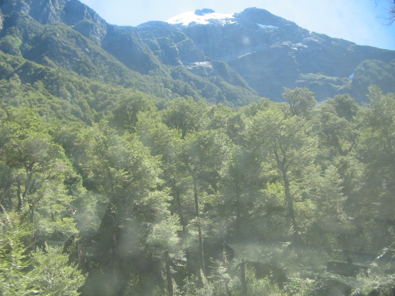 Bergwald