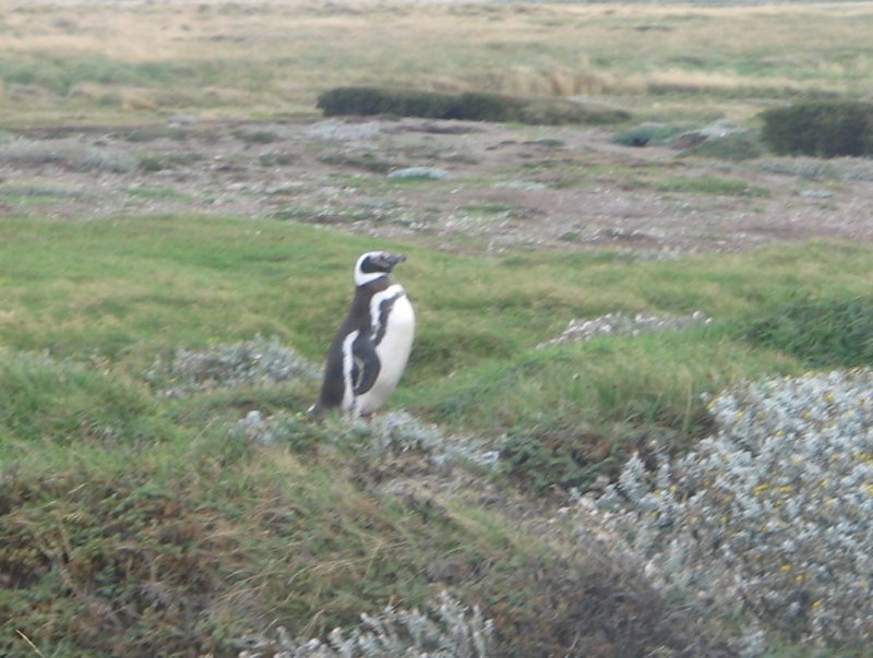 Pinguin
