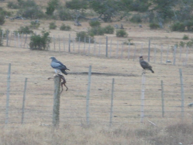 Bussard?