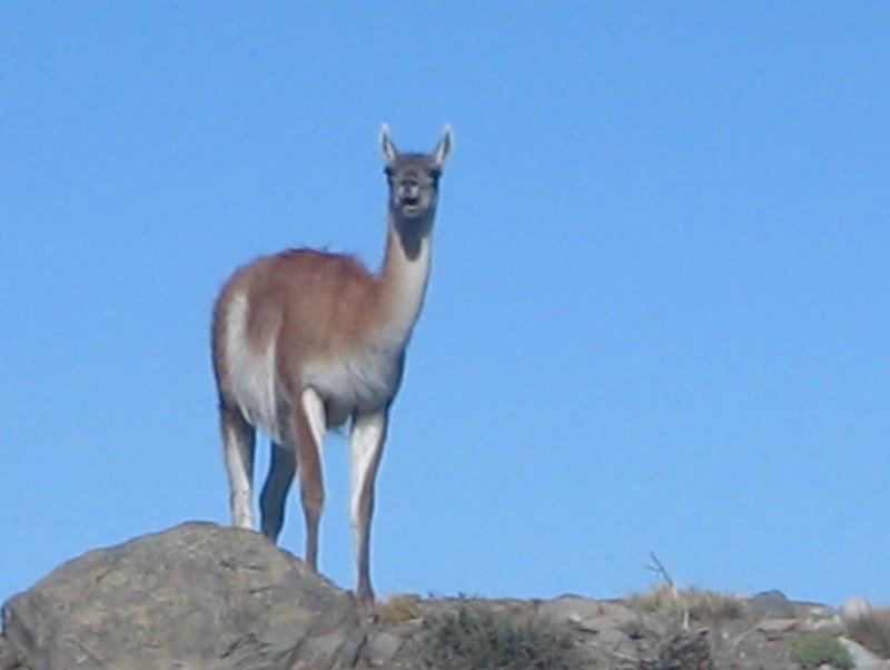Guanaco