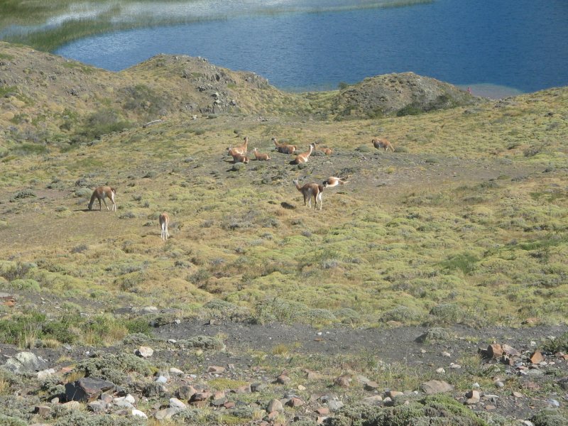 Guanacos