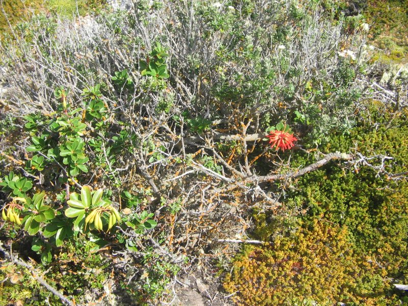 Vegetation