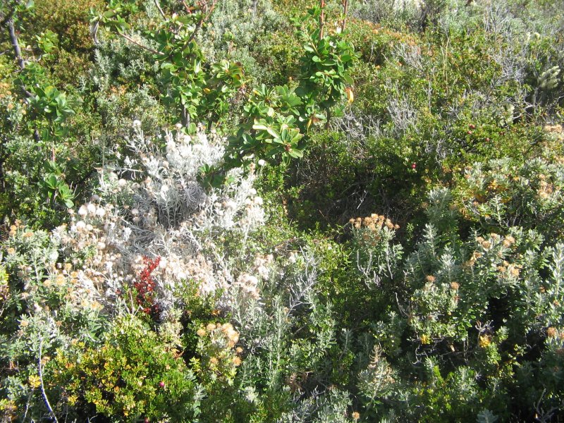 Noch mehr Vegetation