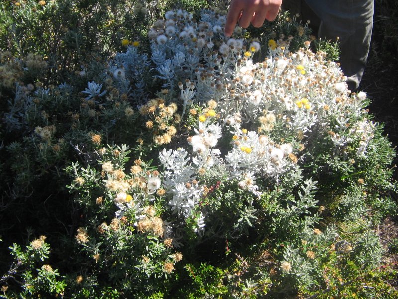 Vegetation3