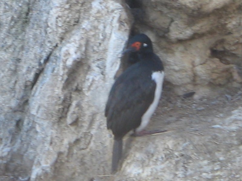 Kormoran