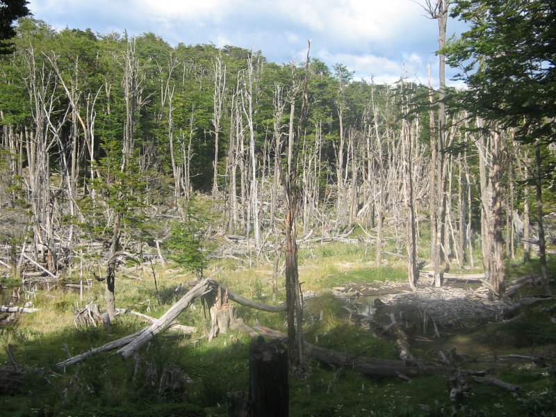 Biberdamm