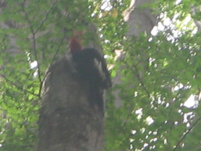 Specht2