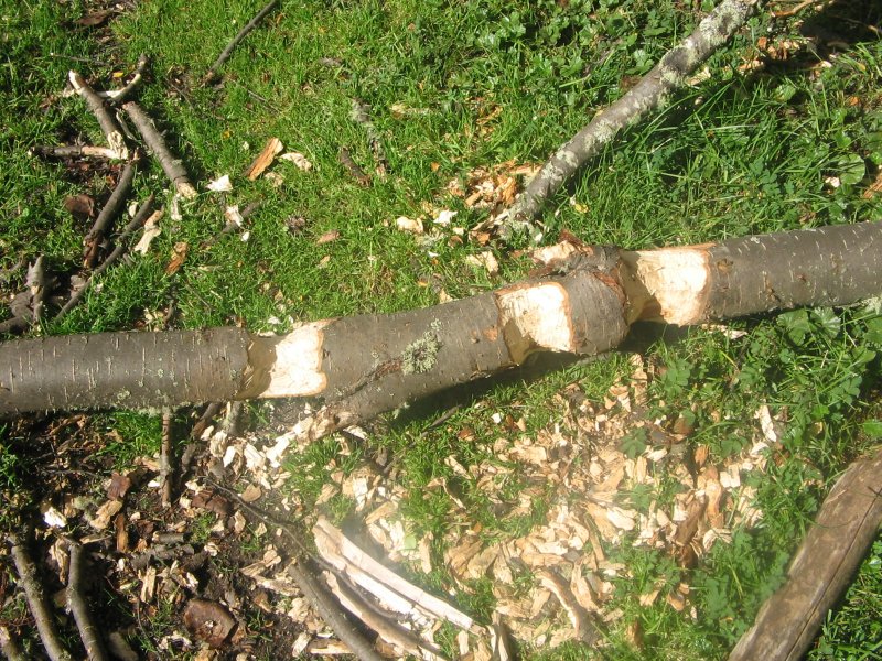 angenager Baum