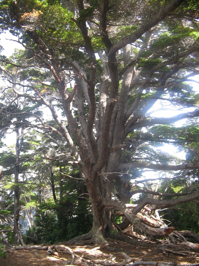 Baum