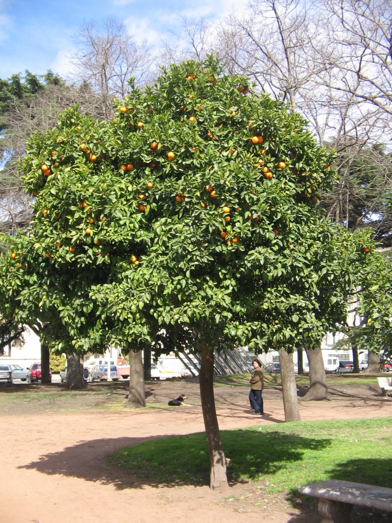 Orangenbaum